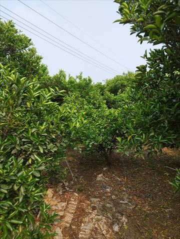 椪柑 產品圖片（圖片編號 873145）