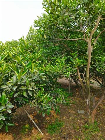 椪柑 產品圖片（圖片編號 873147）