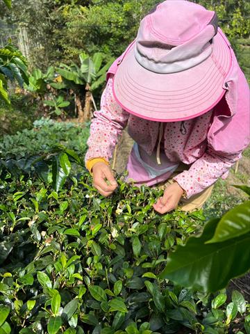 茶製品-茶 產品圖片（圖片編號 874299）