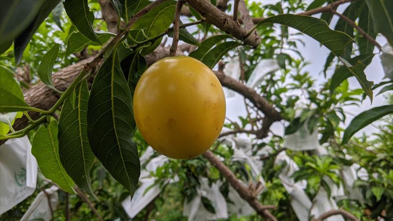 黃金果(黃晶果,加蜜蛋黃果,蜜蛋黃果) 產品圖片（圖片編號 874423）