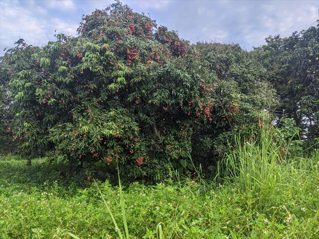 荔枝 產品圖片（圖片編號 874424）