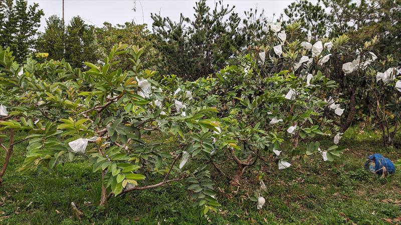 番石榴(芭樂) 產品圖片（圖片編號 874426）