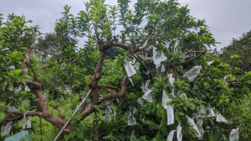黃金果(黃晶果,加蜜蛋黃果,蜜蛋黃果) 產品圖片（圖片編號 874428）