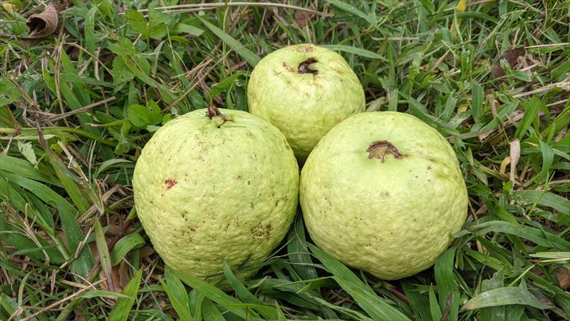 番石榴(芭樂) 產品圖片（產品編號 504678）