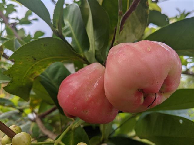 蓮霧 產品圖片（圖片編號 874448）