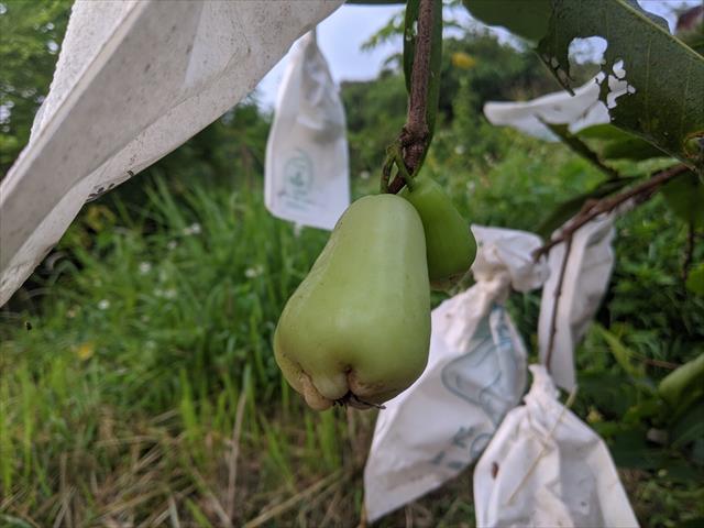 蓮霧 產品圖片（圖片編號 874449）