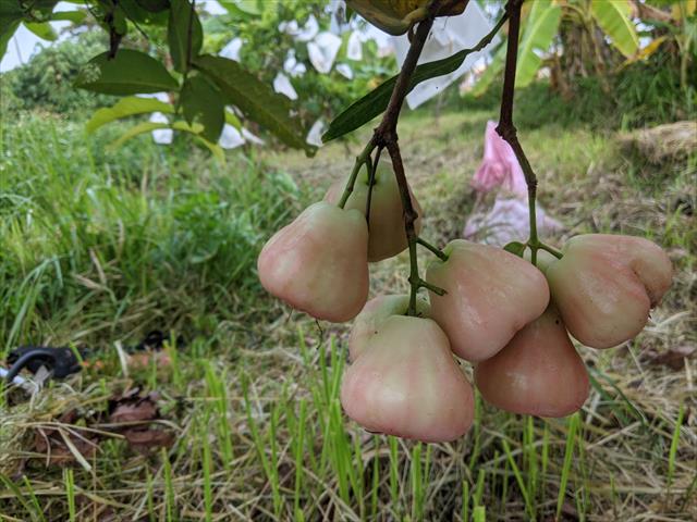 蓮霧 產品圖片（圖片編號 874450）