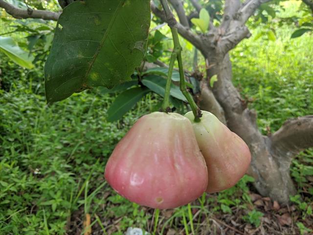 蓮霧 產品圖片（圖片編號 874451）