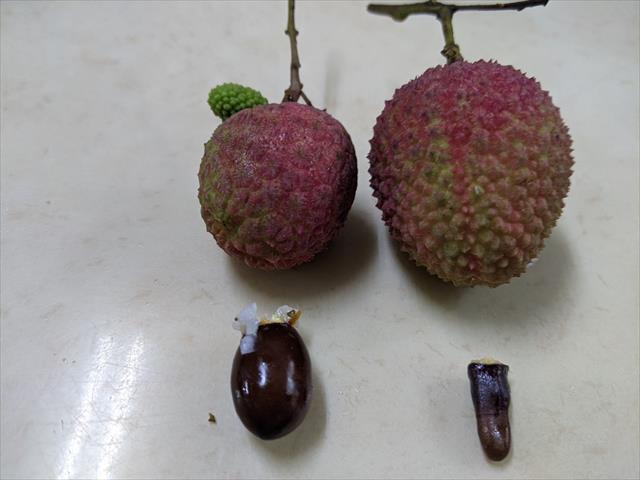 荔枝 產品圖片（產品編號 504680）