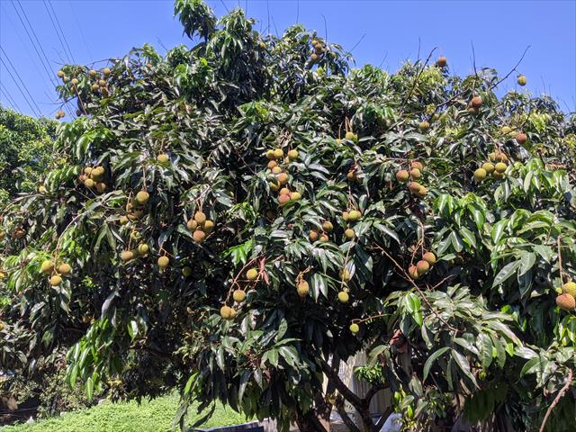 荔枝 產品圖片（圖片編號 874456）