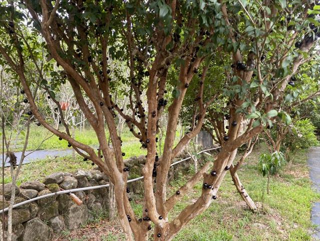 嘉寶果(樹葡萄) 產品圖片（圖片編號 874594）