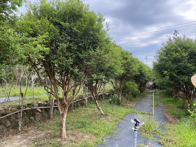 嘉寶果(樹葡萄) 產品圖片（圖片編號 874595）