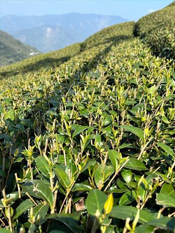 茶製品-茶 產品圖片（圖片編號 874627）
