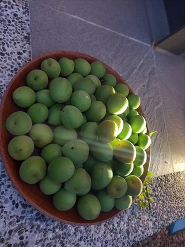 梅 產品圖片（圖片編號 874848）