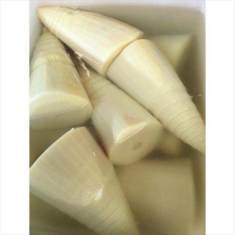 竹筍 產品圖片（圖片編號 875119）