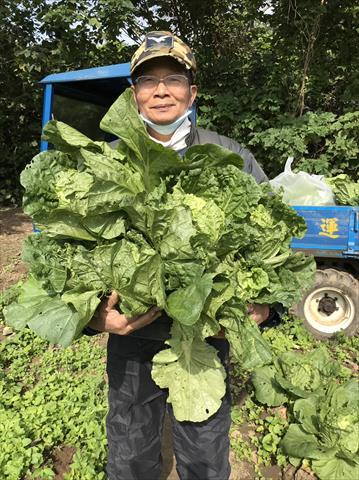 不結球白菜(小白菜,青梗白菜,蚵白菜) 產品圖片（圖片編號 875127）