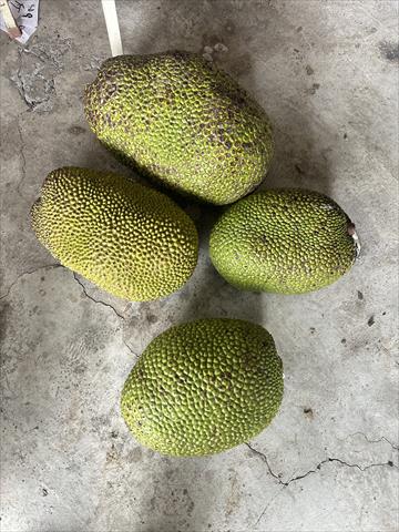 小菠蘿蜜 產品圖片（圖片編號 875134）