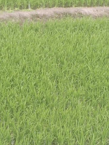軟秈稻(白米) 產品圖片（圖片編號 875357）