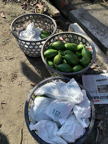 酪梨 產品圖片（圖片編號 875926）