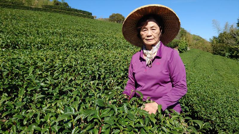 茶製品-茶 產品圖片（圖片編號 876018）