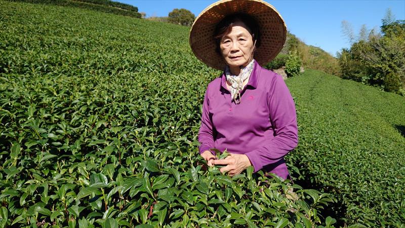茶製品-茶 產品圖片（圖片編號 876019）