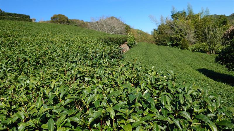 茶製品-茶 產品圖片（圖片編號 876020）