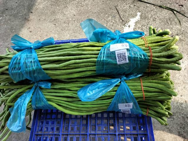 豇豆(八月豆) 產品圖片（圖片編號 876216）