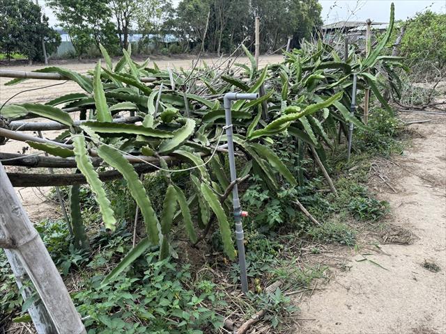 紅龍果 產品圖片（產品編號 652666）
