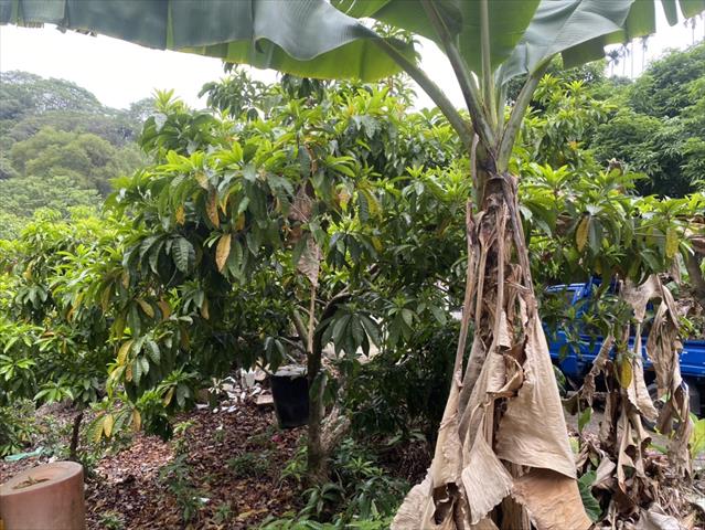 蛋黃果 產品圖片（圖片編號 876707）
