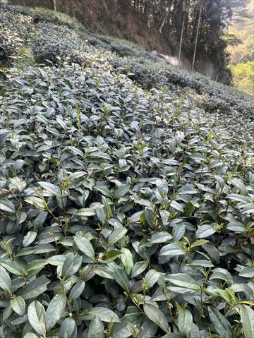 茶製品-茶 產品圖片（產品編號 652771）