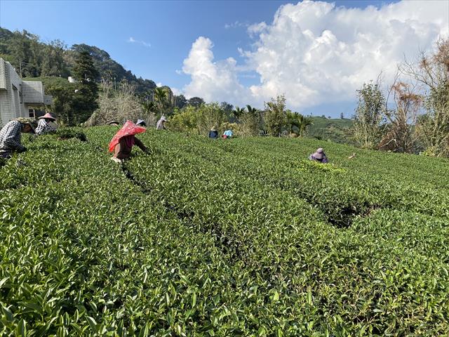 茶製品-茶 產品圖片（圖片編號 876970）