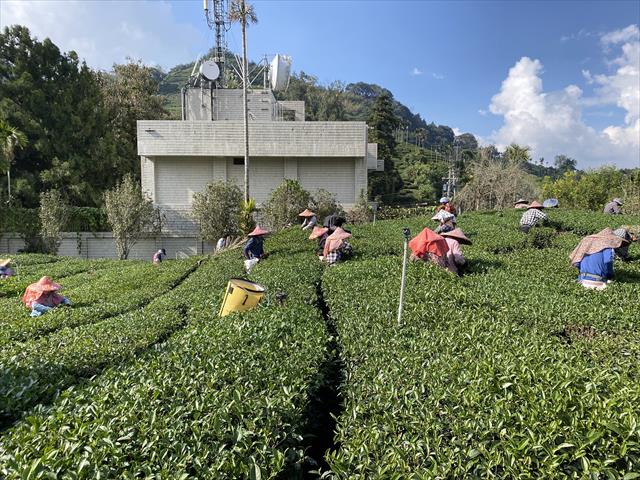 茶製品-茶 產品圖片（產品編號 652783）