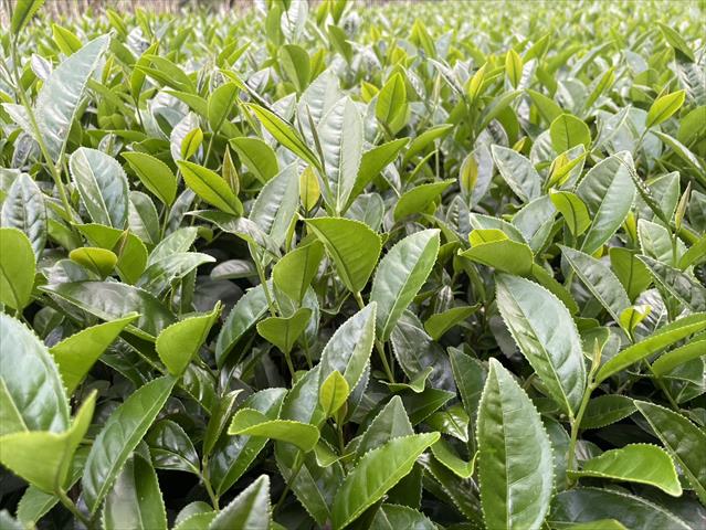 茶製品-茶 產品圖片（圖片編號 876976）