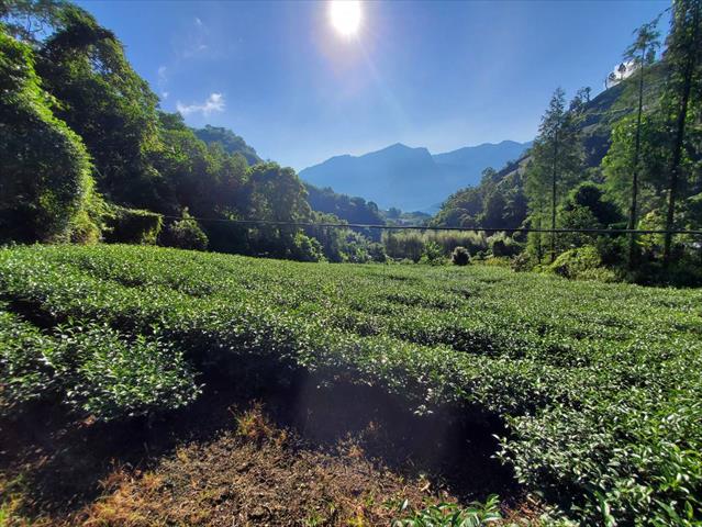 茶製品-茶 產品圖片（產品編號 652785）