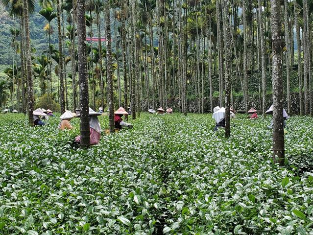 茶製品-茶 產品圖片（圖片編號 876981）