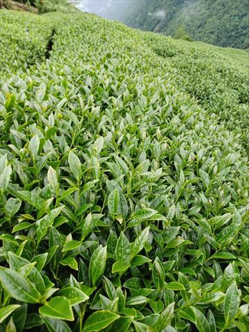 茶製品-茶 產品圖片（產品編號 652786）