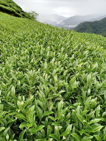 茶製品-茶 產品圖片（圖片編號 876984）