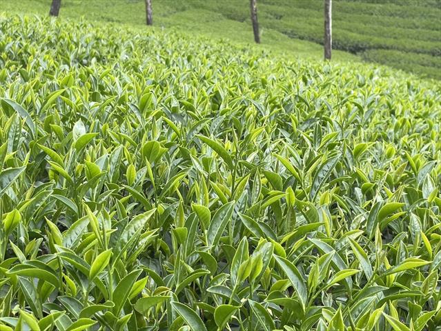 茶製品-茶 產品圖片（圖片編號 876985）