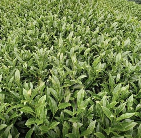 茶製品-茶 產品圖片（圖片編號 876986）