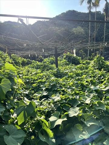 龍鬚菜(隼人瓜苗、梨瓜苗) 產品圖片（產品編號 652788）
