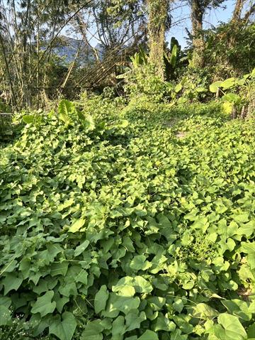龍鬚菜(隼人瓜苗、梨瓜苗) 產品圖片（圖片編號 877005）