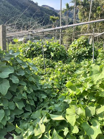 龍鬚菜(隼人瓜苗、梨瓜苗) 產品圖片（圖片編號 877006）