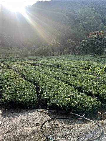 茶製品-茶 產品圖片（圖片編號 877008）