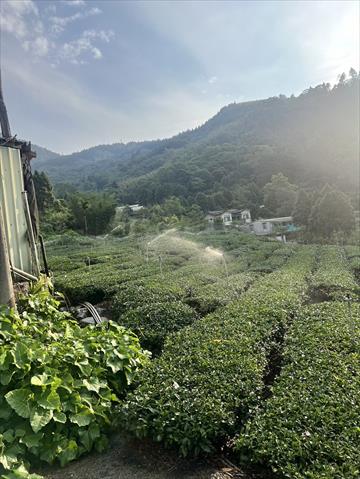 茶製品-茶 產品圖片（圖片編號 877009）