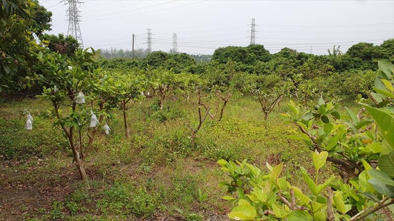 番石榴(芭樂) 產品圖片（圖片編號 877013）