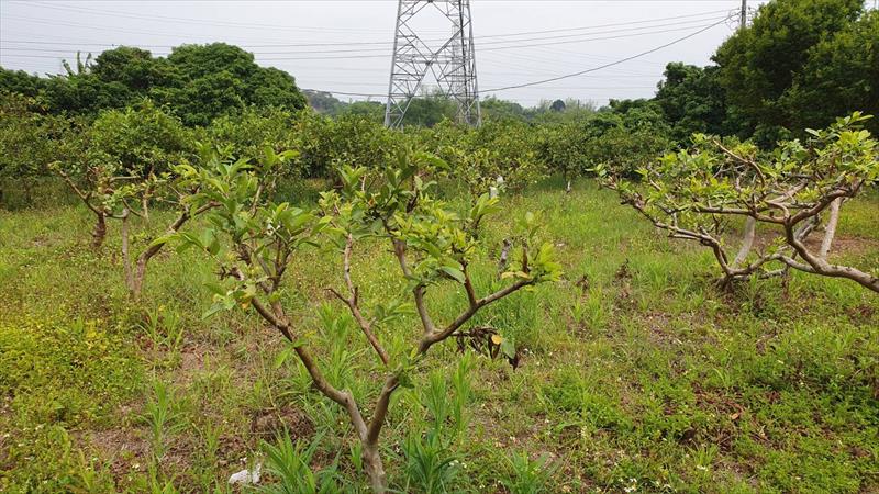 番石榴(芭樂) 產品圖片（圖片編號 877014）
