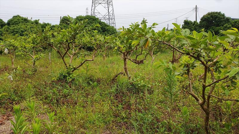 番石榴(芭樂) 產品圖片（產品編號 652791）