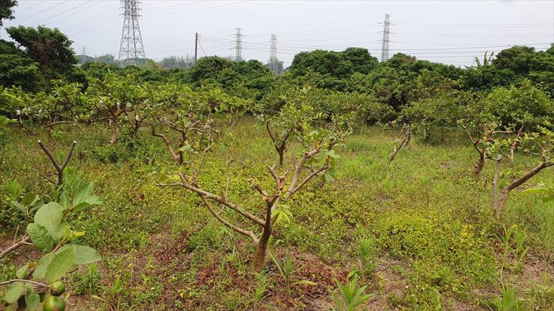番石榴(芭樂) 產品圖片（圖片編號 877016）