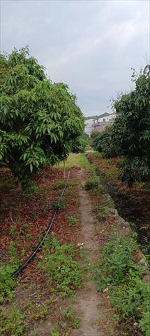 荔枝 產品圖片（圖片編號 877024）