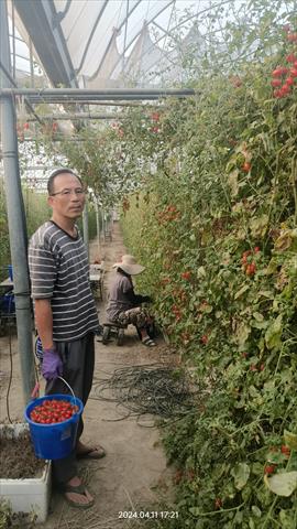 番茄(含小番茄) 產品圖片（圖片編號 877304）
